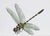 Juris Utans, Green Dragonfly, 2021, Mixed Media and Paper, in Very Good conditions. Designed from 2000 I have official...