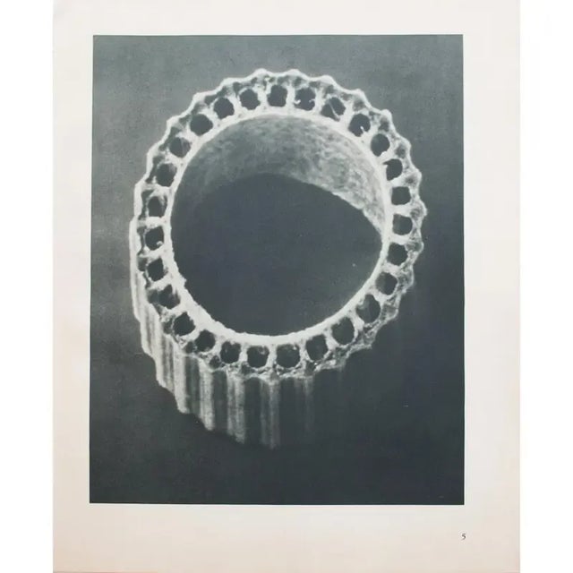 1935 Karl Blossfeldt Two-Sided Photogravure N 5-6 For Sale - Image 12 of 13