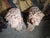Pair of Cherub Sculptures, 1880, Terracotta For Sale - Image 13 of 16