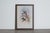 Mr John Gould's tropical framed Bird prints 1955 taken from his limited edition of 1000. The most celebrated British...