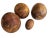 Wood Handcarved Root Wood Eggs, Set of 4 For Sale - Image 7 of 7
