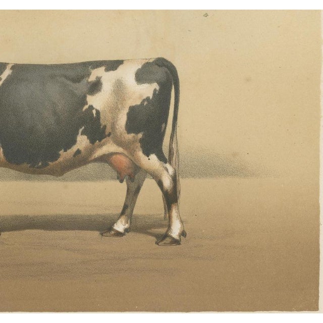 Borie, Breton Cow, French Cattle Breed, 1863, Paper For Sale - Image 6 of 9