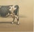 Borie, Breton Cow, French Cattle Breed, 1863, Paper For Sale - Image 6 of 9