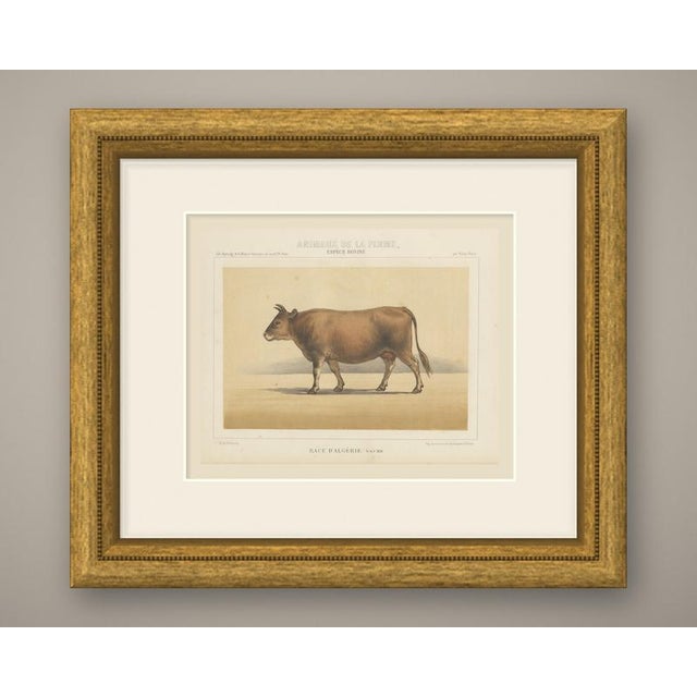 This is an original antique chromolithograph, printed in color from several lithographic stones, from victor borie's...