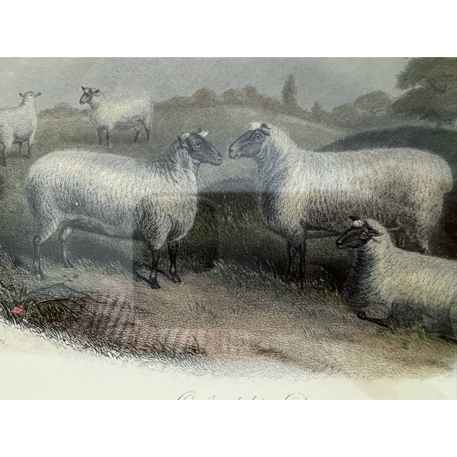 Black Mid 20th Century Framed Sheep Engravings Bakewell Ram Oxfordshire Downs - Set of 2 For Sale - Image 8 of 14