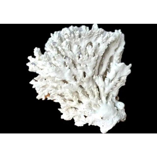 Natural White Coral Reef Specimen #8 For Sale In Tampa - Image 6 of 9