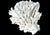 Natural White Coral Reef Specimen #8 For Sale In Tampa - Image 6 of 9