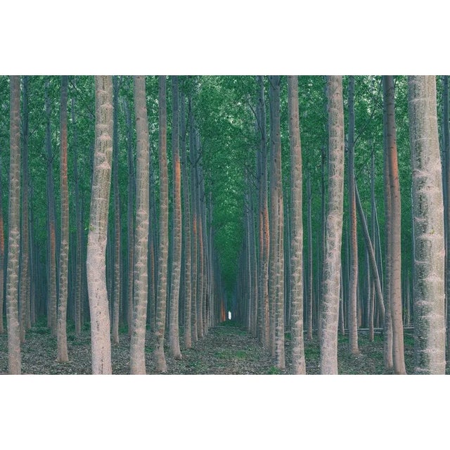 Mint Images, A Plantation of Poplar Trees, Photographic Paper, in Flawless conditions. Designed from 2000 This piece has...