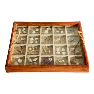 Vintage Florida Sea Shell Collection Marine Specimens For Sale
