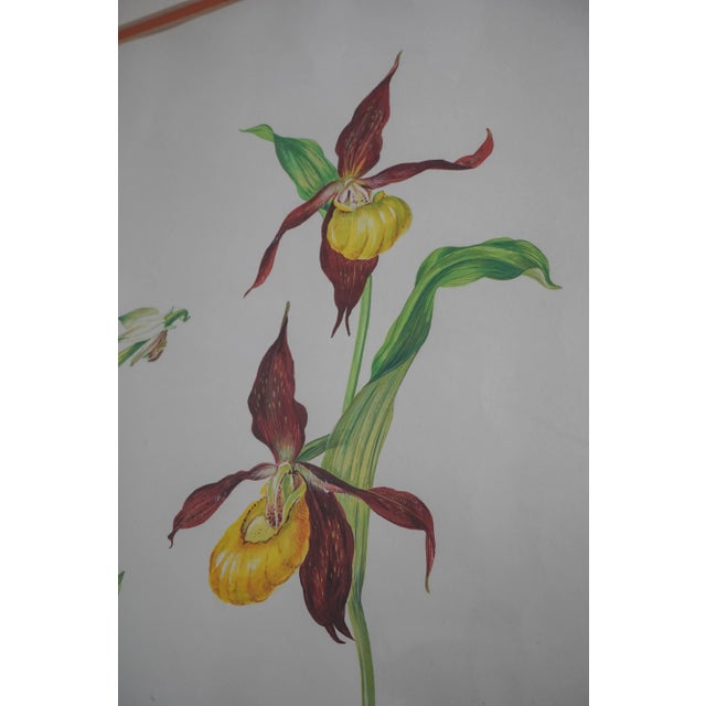 Pair Vintage Framed & Matted Botanical Prints For Sale - Image 11 of 12