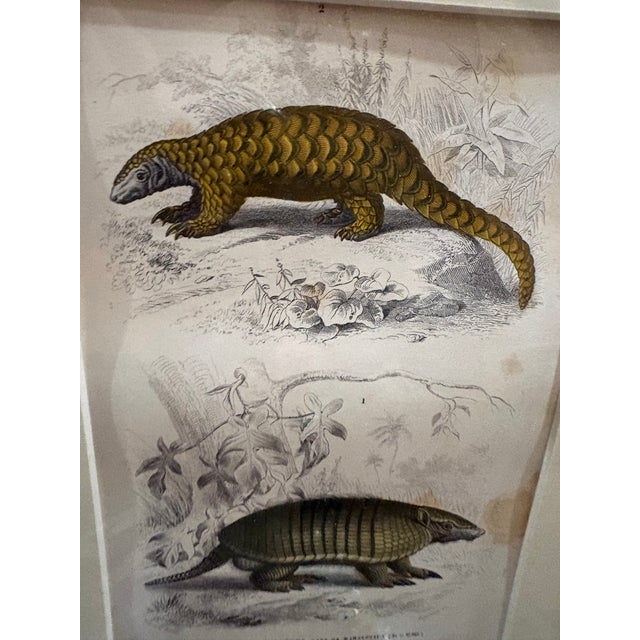 Framed 19th C Hand Colored Engravings of Insects, Reptiles and Shells For Sale - Image 12 of 17