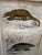 Framed 19th C Hand Colored Engravings of Insects, Reptiles and Shells For Sale - Image 12 of 17