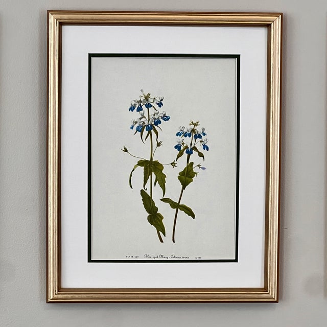 Vintage Botanical Print Set of 4 - Authentic 1953 Prints For Sale - Image 4 of 5