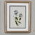 Vintage Botanical Print Set of 4 - Authentic 1953 Prints For Sale - Image 4 of 5