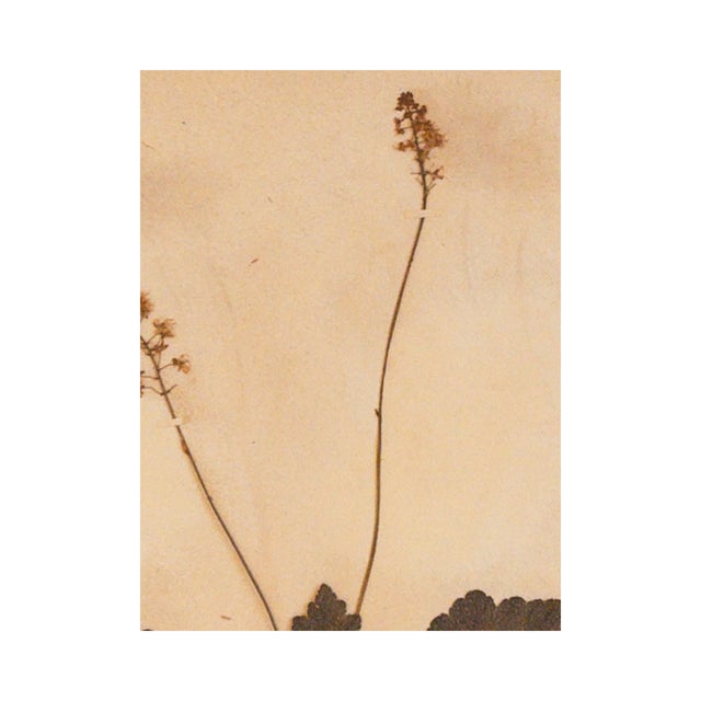 Tiarella Cordifolia, commonly known as foamflower, is a delicate woodland perennial with heart-shaped leaves and airy...