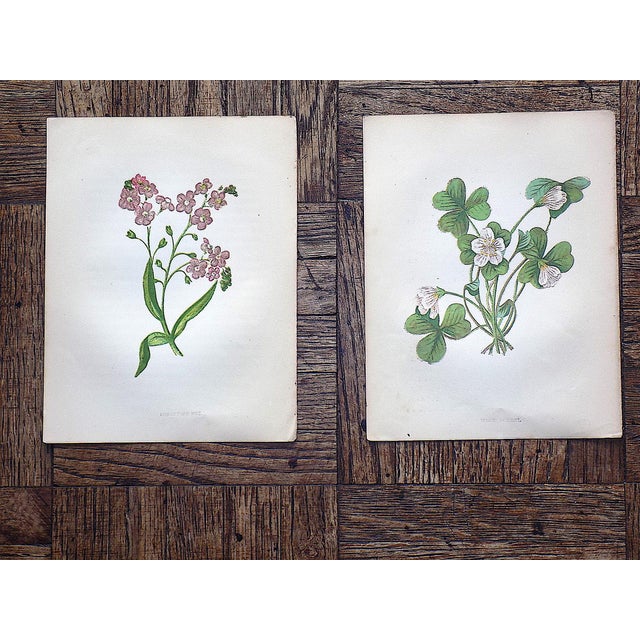 Authentic Antique 19th Century Anne Pratt Botanical Chromolithographs - Set of 12 For Sale - Image 4 of 8
