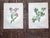 Authentic Antique 19th Century Anne Pratt Botanical Chromolithographs - Set of 12 For Sale - Image 4 of 8