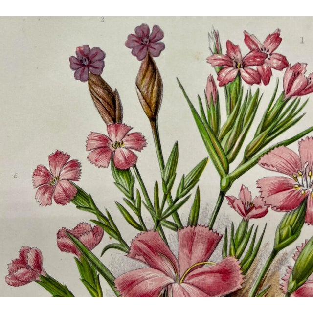 Antique W. Dickes & Co. Botnical Print Showcasing a Variety of Pink Flowers - Circa 1870 For Sale In Dallas - Image 6 of 11