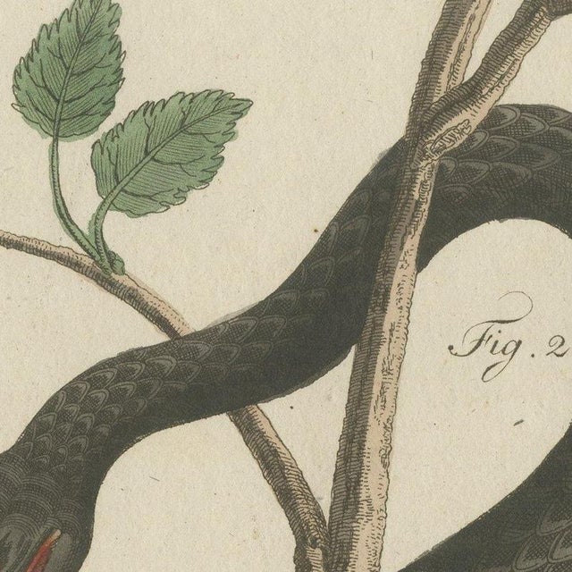 Bertuch, Black Snake with Hummingbird, 1805, Print For Sale - Image 9 of 12