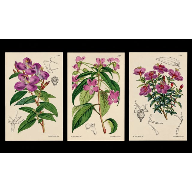 An exceptional 19th-century botanical lithograph attributed to celebrated botanical artist Walter Hood Fitch, produced for...