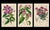 An exceptional 19th-century botanical lithograph attributed to celebrated botanical artist Walter Hood Fitch, produced for...