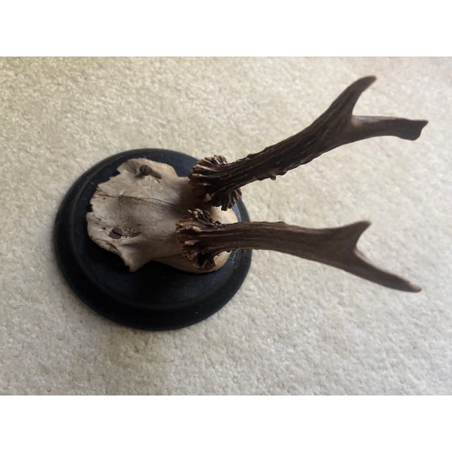 Mounted Roe Buck Antlers, Set of Five For Sale - Image 10 of 16