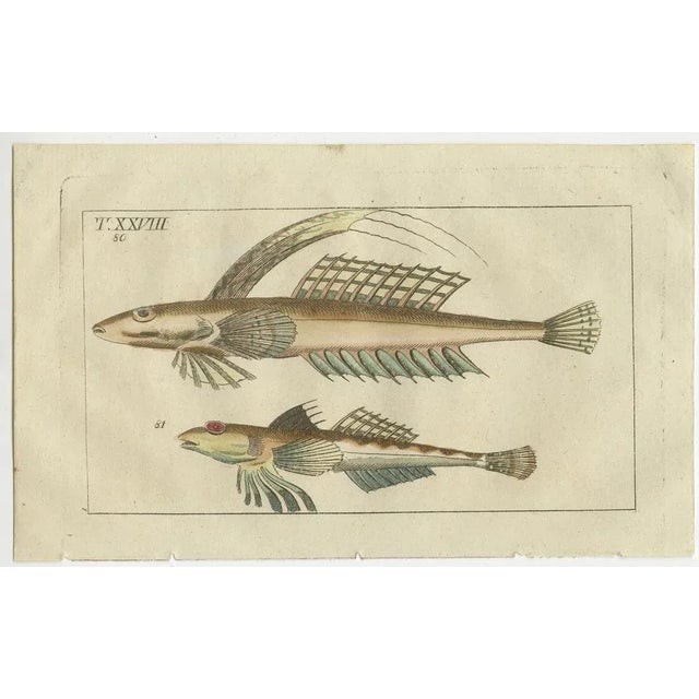 Remora and Dragonet and Star Gazer, 1832, Paper, Set of 4 For Sale - Image 4 of 6