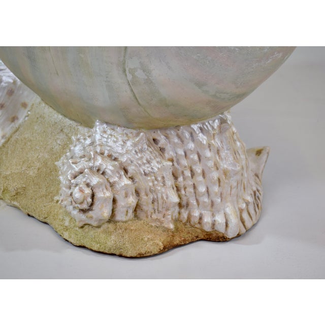 Monumental Nautilus Shell Coffee or Side Table For Sale - Image 10 of 11