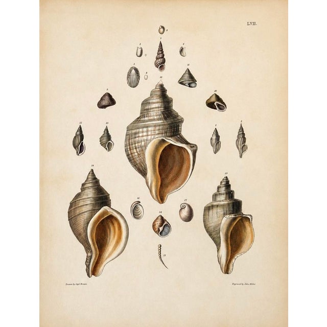 An original antique hand-colored copper engraving from Captain Thomas Brown's Illustrations of the Land and Fresh Water...