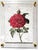 Contemporary Red Garden Rose - Hand Textured Vintage Rose For Sale - Image 3 of 6