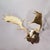 Antique Black Forest Fallow Deer Trophy, Germany ca.1900 An impressive antique fallow deer (Dama dama) trophy dating to...