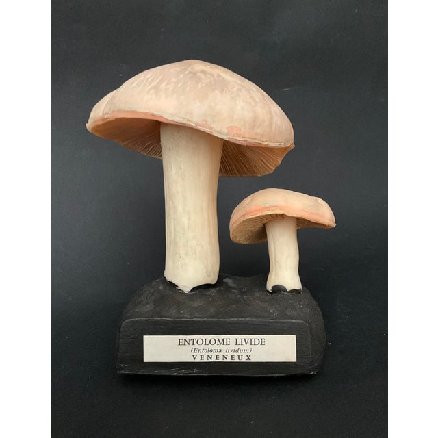Plastic 20th Century Educational Mushroom Models attributed to Deyrolle, France, 1960s, Set of 19 For Sale - Image 7 of 10