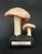 Plastic 20th Century Educational Mushroom Models attributed to Deyrolle, France, 1960s, Set of 19 For Sale - Image 7 of 10