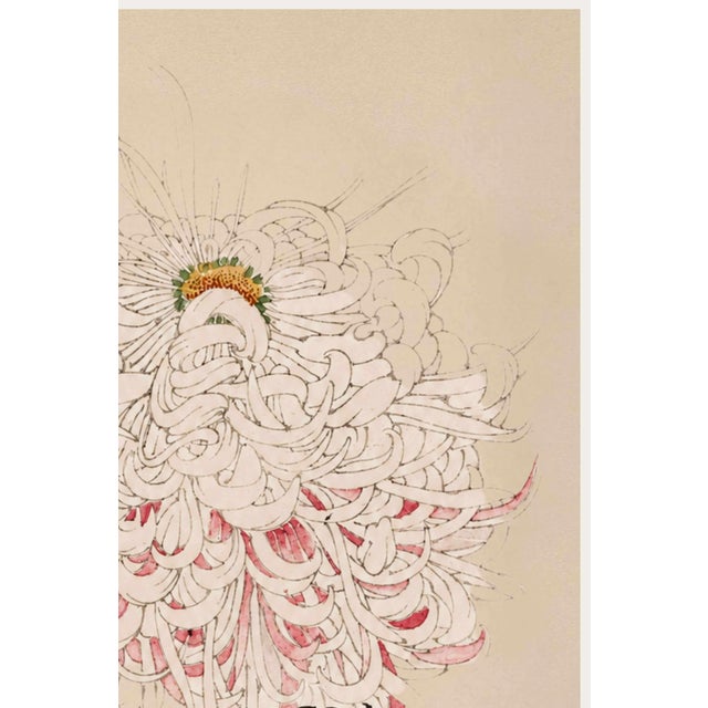 Japanese White Mum by Hasegawa, Vintage Japanese Botanical Art Print, 24" X 36" For Sale - Image 3 of 10