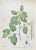 Vincenzo Tenore, The Betulaceae, Lithograph, 1870s For Sale