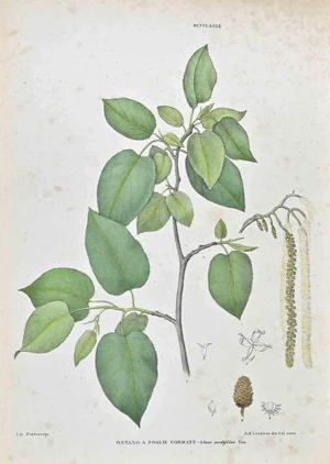Vincenzo Tenore, The Betulaceae, Lithograph, 1870s