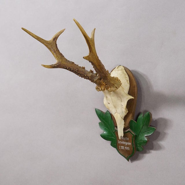 Great Black Forest Red Deer Trophy on Carved Plaque - Germany 1951 Item e8175 A vintage red deer (Capreolus capreolus)...