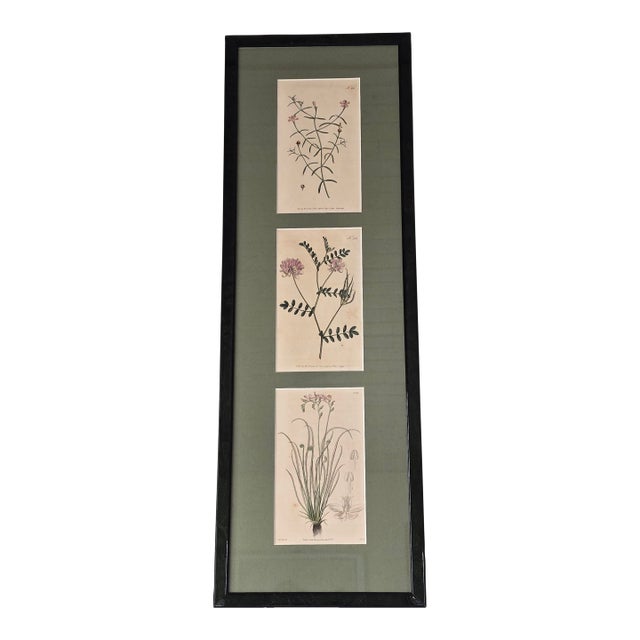 Framed Botanical Print Trio Wall Art Pink Floral Engraving Style Panels Vintage Inspired For Sale