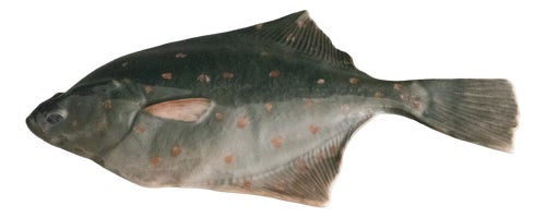 Antique Plaice Fish No. 282 by Erik Nielsen for Royal Copenhagen, Early 1900s