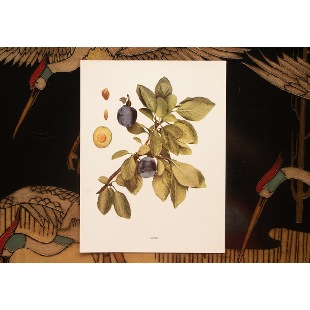 Farmhouse 1900s U. P. Hedrick, Original Antique Photogravure of Arctic Plums For Sale - Image 3 of 7