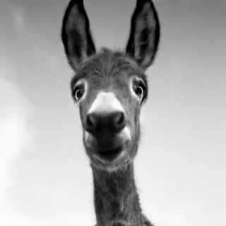 Ciuchino by Andrea Buzzichelli Print, 18" x 18" For Sale