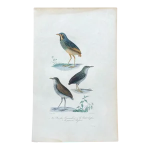 French Antique 18th Century "Le Roi Des Fourmiliers" Bird Engraving Hand Colored Signed Artwork