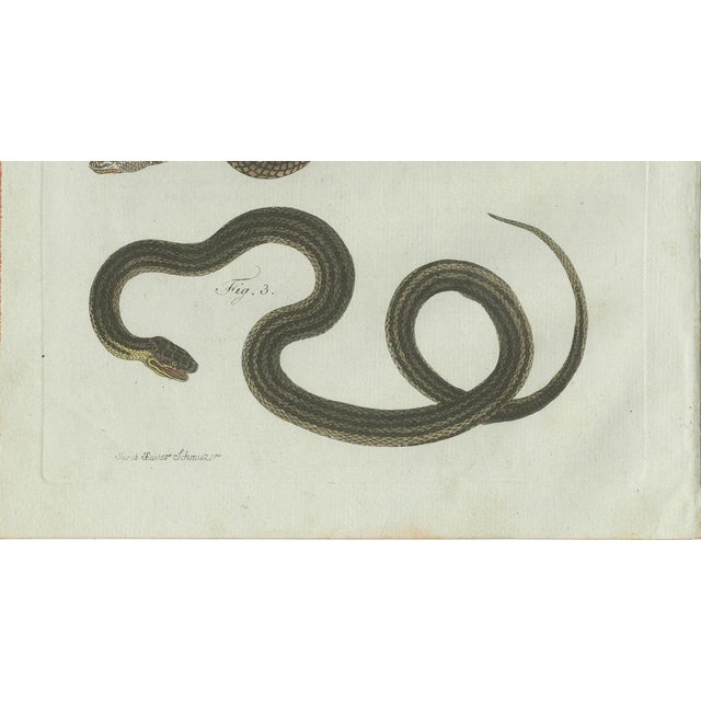 Bertuch, Three European Snakes, 1802, Engraving For Sale - Image 6 of 11