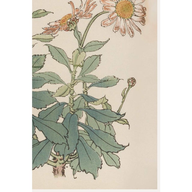 Daisy by Keika Hasegawa, Vintage Japanese Botanical Art Print, 36" X 54" For Sale - Image 4 of 10