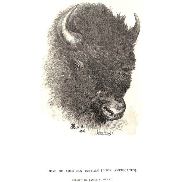 "Sport With Gun and Rod in American Woods and Waters" 1883 Mayer, Alfred M. For Sale - Image 10 of 13