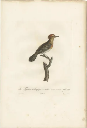 Vieillot, Kingbird Species, 1807, Print