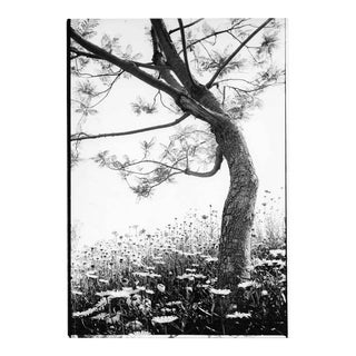 1970 Daisies and Tree Black & White Photo by Garo For Sale