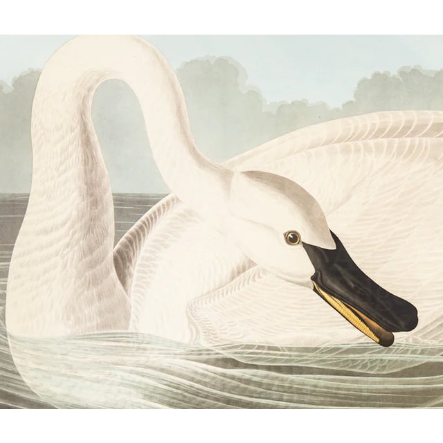 1980s 1980s The Abbeville Press Edition of the Trumpeter Swan (Plate 406) From the Birds of America by John James Audubon For Sale - Image 5 of 5
