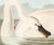1980s 1980s The Abbeville Press Edition of the Trumpeter Swan (Plate 406) From the Birds of America by John James Audubon For Sale - Image 5 of 5