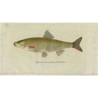 C. Von Meidinger, Cyprinus Nasus, 1785, Print For Sale
